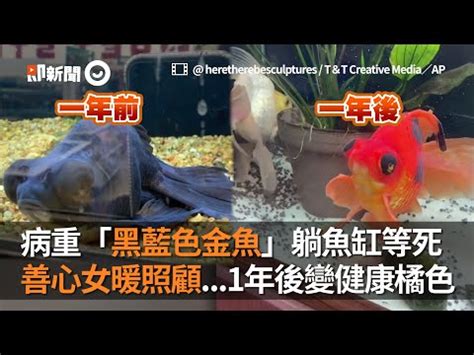 黑色黑牡丹金魚|黑牡丹金魚養殖秘笈